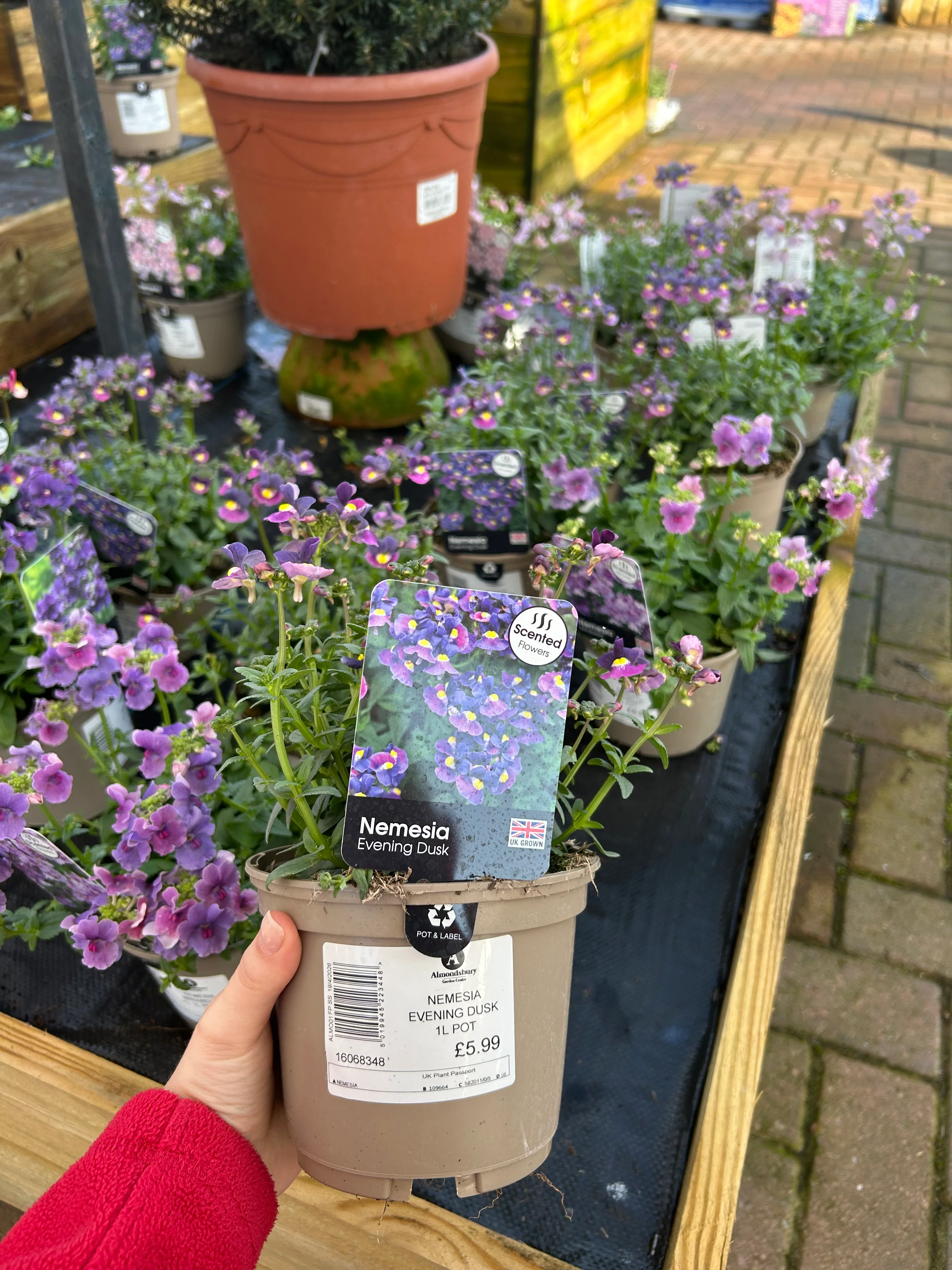 Plants