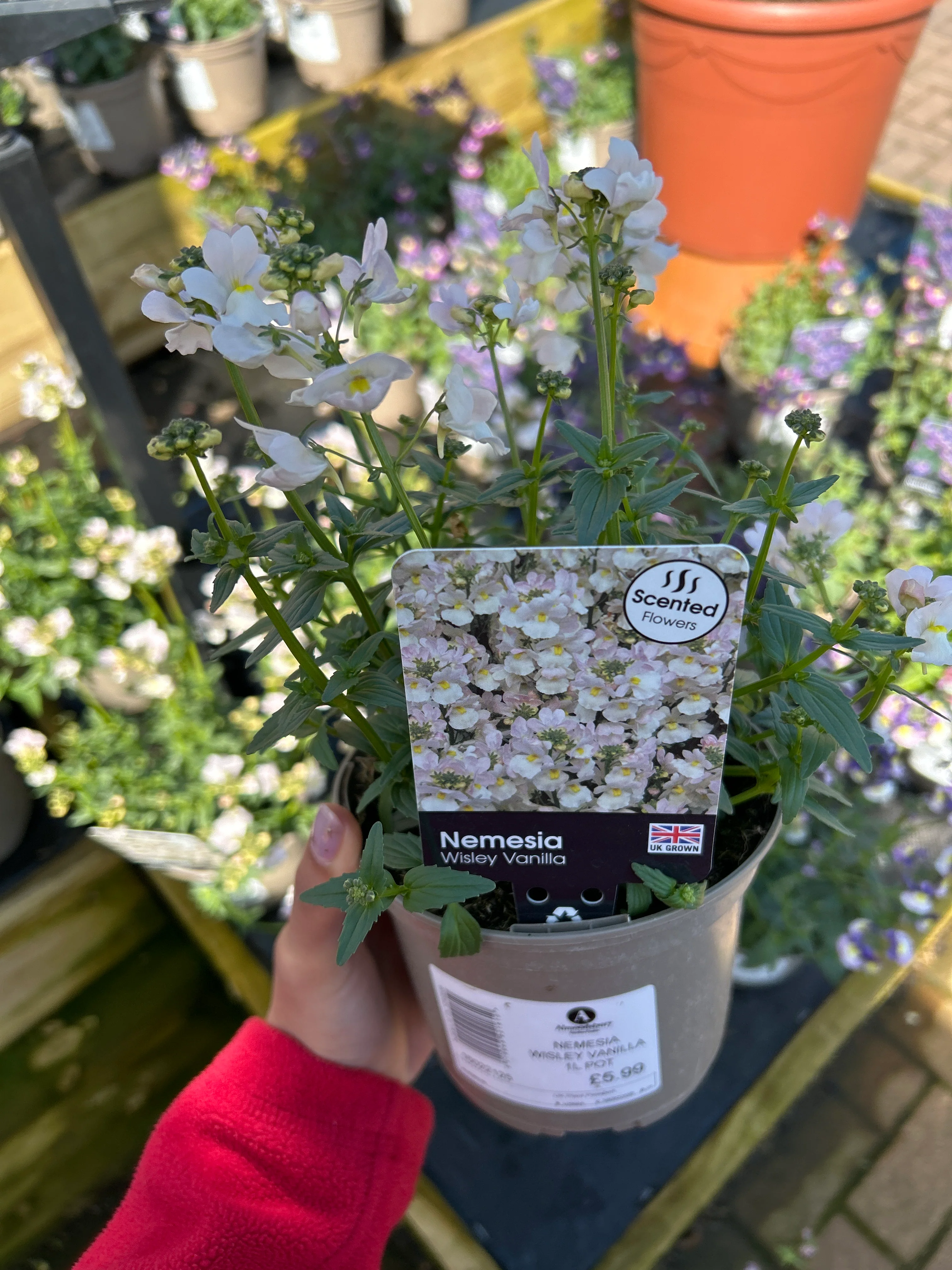 Nemesia